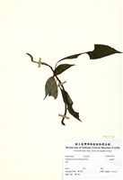 藏品(角桐草)的圖片
